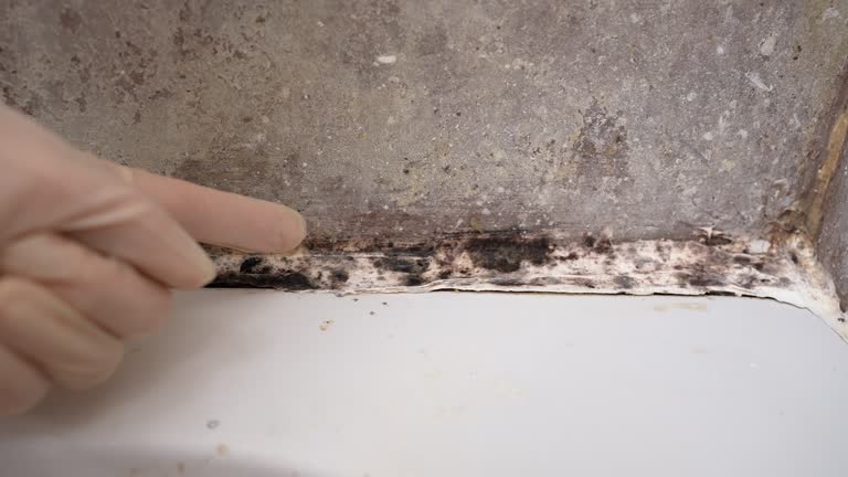 Best Attic Mold Removal  in USA